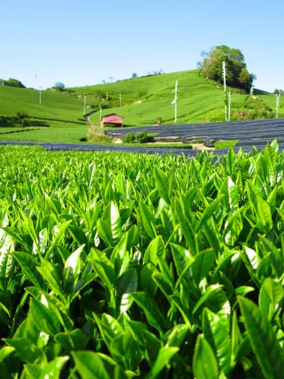 子どもと一緒に行く、燃えるような三室戸寺のツツジと若葉の茂る和束の茶畑