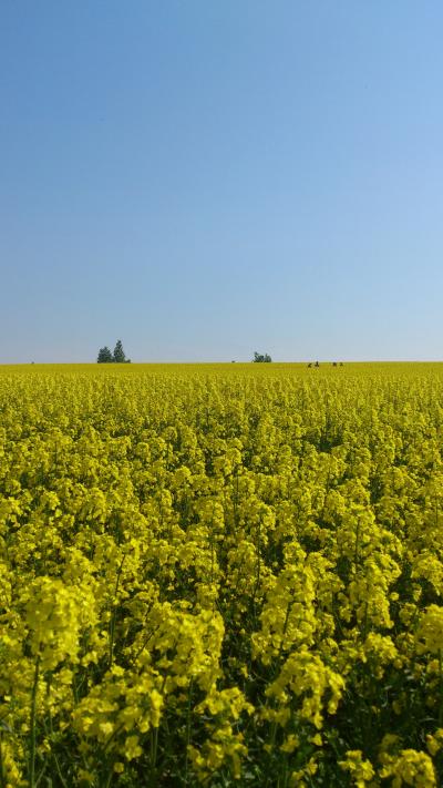 今年は日本一！菜の花畑！北海道滝川市2015年