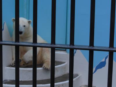 2014年６月霧の摩周湖と釧路動物園　あかん丹頂鶴センター　丹頂鶴の赤ちゃんコンニチハ 釧路名物Bグルメ泉屋本店スパカツ