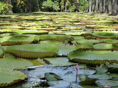 モーリシャスでの遠足その1～パンプルムース植物園とポートルイス