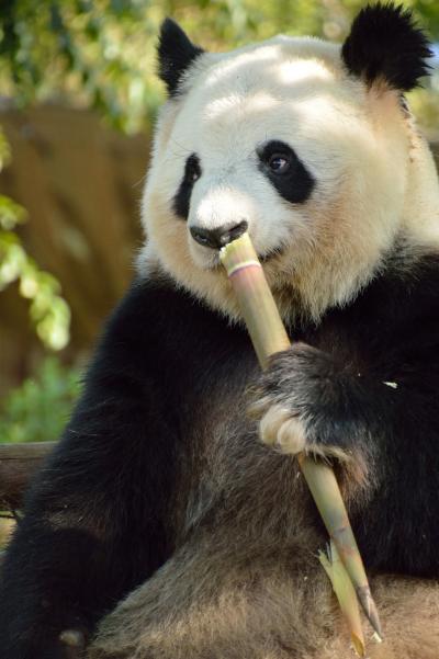 2015年 労働節 成都へGo。 <4/4>