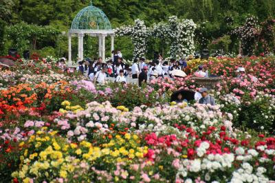 初夏のまぶしさと暑さの中の京成バラ園とレッサーパンダ詣（２）春の京成バラ園：色とりどりのドレスが舞うようなバラ園とバラのアーチ