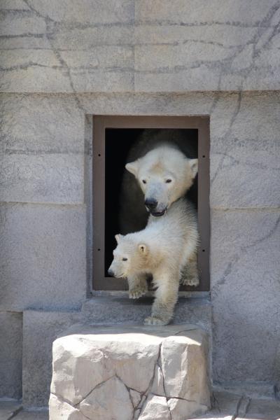 円山ＺＯＯ～ホッキョクグマ・ララの赤ちゃん～Part2