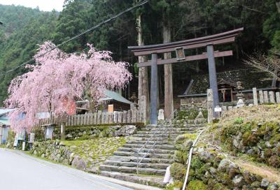 東吉野村笹野神社で枝垂れ桜を愛でる