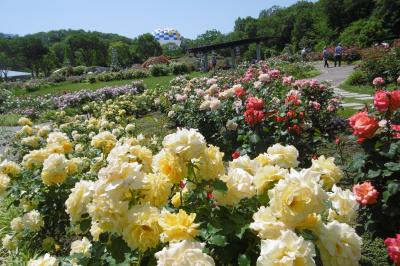 バラの香りに包まれて・・・・（花フェスタ記念公園）