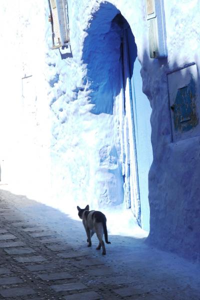 世界一周① 19 神秘の青と猫の街シャウエン