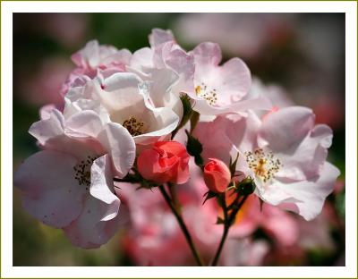 Solitary Journey［1595］薔薇が満開！見頃♪180種4000株が咲き誇る山口県最大級のバラ園＜蜂ケ峯総合公園＞山口県和木町