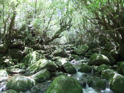 屋久島　苔と緑の世界