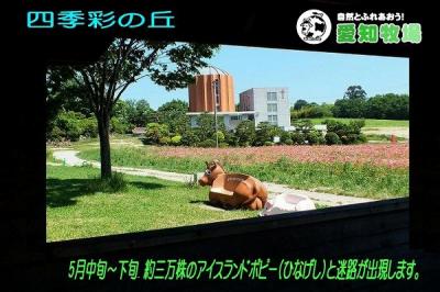 日進市・愛知牧場・広大なひなげしのお花迷路