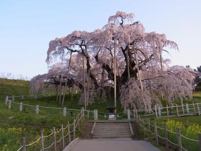 2015桜日記 三春～会津の桜めぐり
