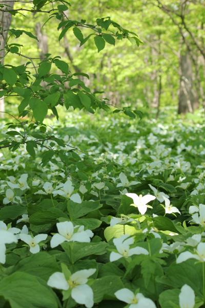 ＣＧではありません～あめふりぼたんの群生