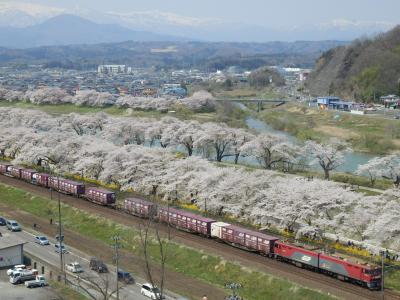 2015お花見弾丸：白石川堤一目千本桜