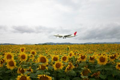 2007年夏の北海道旅行は道北ぐるっと一周り（その3、DMV試験的営業運行、女満別のひまわり、遠軽の瞰望岩を見て旭川へ）