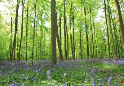 ベルギー Halleの森　ラーケン王立温室庭園へ