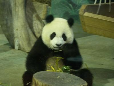 台北動物園でパンダを見る、足つぼマッサージをする、マンゴーかき氷を食べる、やりたいことだらけの台湾旅行♪