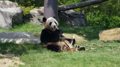 パンダを見てみよう！