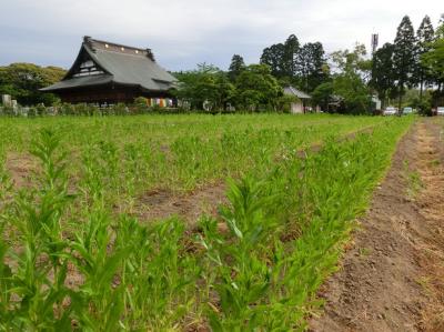 学問の神様を祀る吉ゾウのある長福寿寺、紅花祭り！