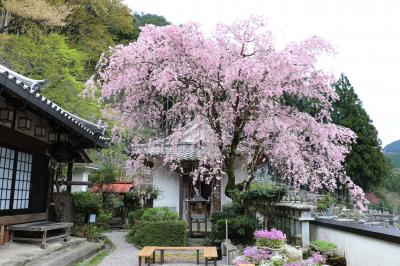 徳蔵寺の枝垂れ桜