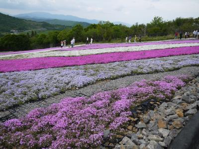 茶臼山高原の芝桜＆恵那、銀の森