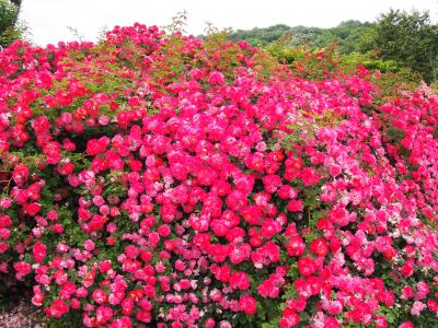 2015年　茨城県フラワーパーク　ばら祭り