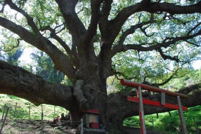 志志島の樹齢1200年の大楠からパワーをもらう旅（四国 香川）