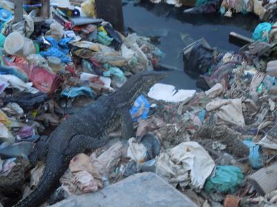 ボルネオ島(マレーシア）サバ州の自然に触れる旅　⑥サンダカンへ　4月30日(木）