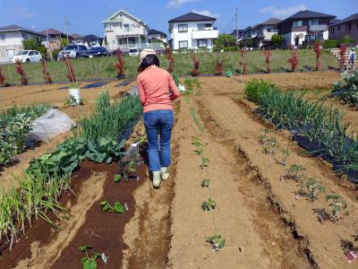 ０４．GW前半の近場日帰り　三島市佐野体験農園 定植した夏野菜の苗 ニンジンの収穫