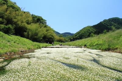 清流に咲く かわいい梅花藻！