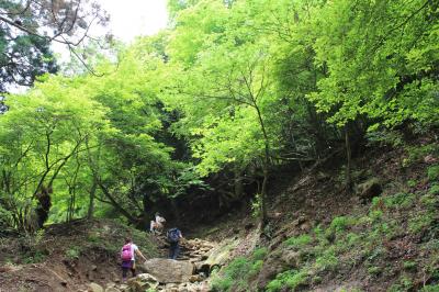 新緑の大山ハイキング