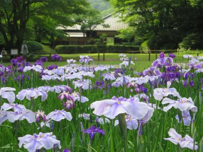 鎌倉 花菖蒲・アジサイ散歩　明月院