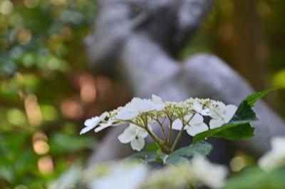 伊豆へ… 2015.05.30 =1.下田公園(その2 紫陽花)=