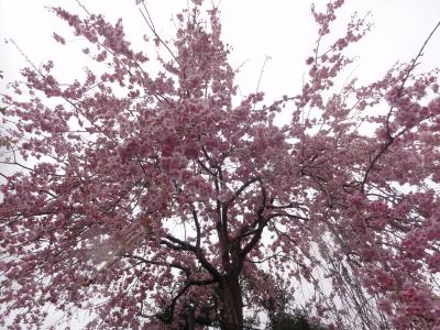 我家の花  ４月