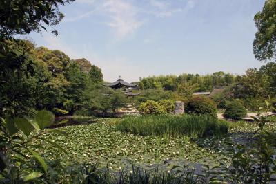 京都　睡蓮　勧修寺　氷室の池