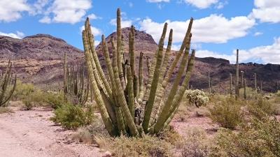 Saruaro National Park, Organ Pipe Cactus National Monument（2015GWの旅行記）