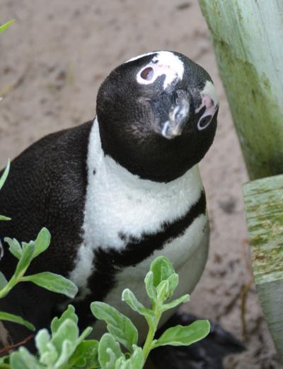 喜望峰のペンギンたち