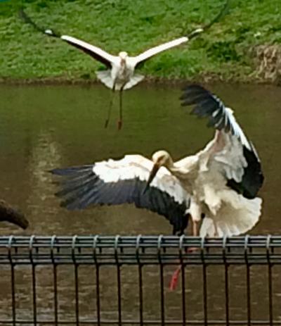 コウノトリの郷公園