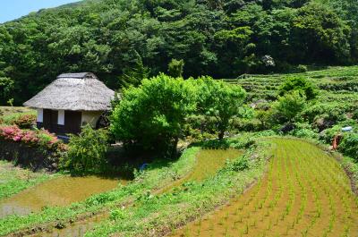 伊豆へ… 2015.05.30 =3.石部(いしぶ)棚田へ=