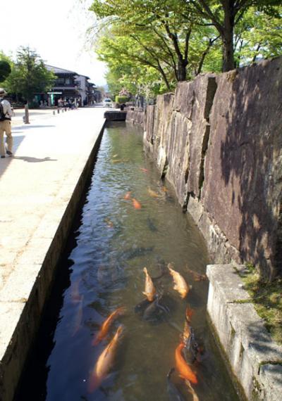 街並散策と瀬戸川の鯉　in 飛騨古川