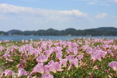 海岸に咲く　淡いムラサキの　ハマヒルガオ（ちょっとピンクにも見える）