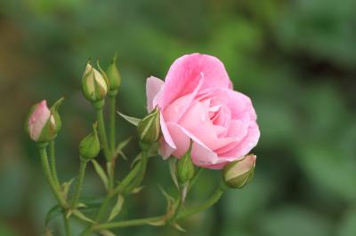 霊山寺のバラ庭園