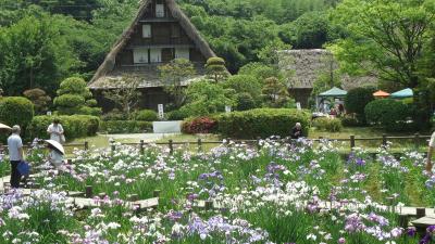 宮地嶽神社菖蒲祭り