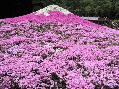 富士芝桜まつり２０１４（前編）