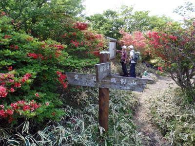 赤城山のヤマツツジ