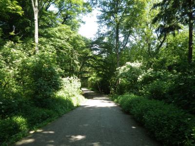 初めてのヨーロッパ　（オーストリア　ウイーン）ウイーンの森