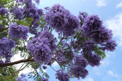 ハワイ島の[Jacaranda]