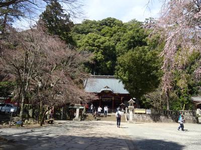 伊豆山神社のしだれ桜を見たい
