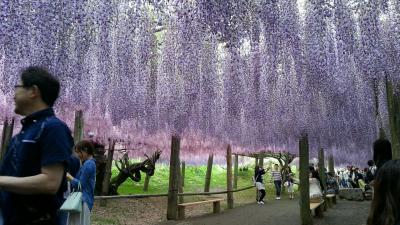 世界の絶景☆河内藤園