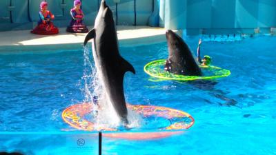 久々の江の島、水族館とシーキャンドルへ