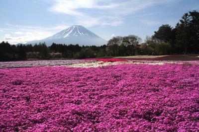 リベンジ！今年こそ見頃の富士芝桜まつりへ（その1、一面の芝桜と富士山）