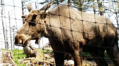 仕事人へのカナダ、ニューファンドランド、セントジョンズサーモニア自然公園観光案内